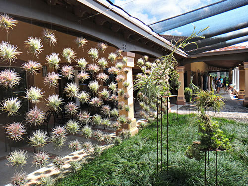 Rộ trào lưu treo rèm cây để hút khí độc 2