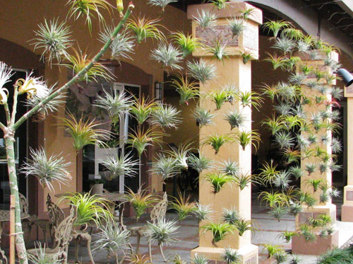 Rộ trào lưu treo rèm cây để hút khí độc 1