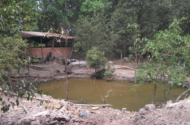 dự án vịt trời