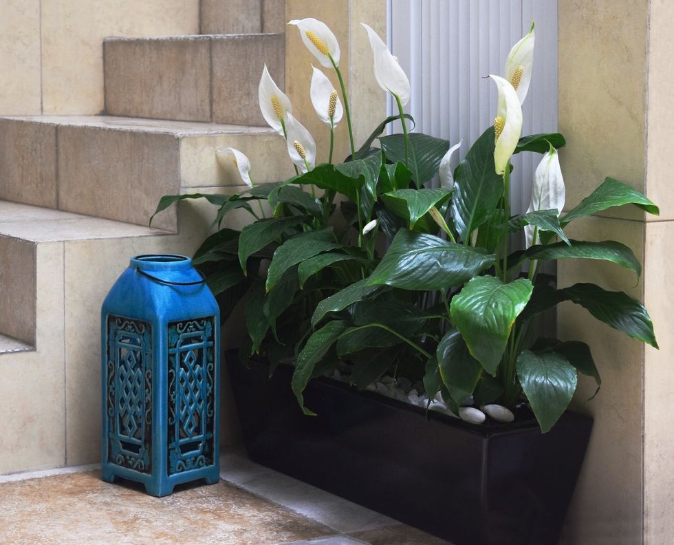 Cây lan Ý Trồng hoa trong nhà theo mùa