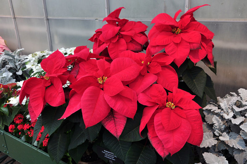 Hoa trạng nguyên Trồng hoa trong nhà theo mùa