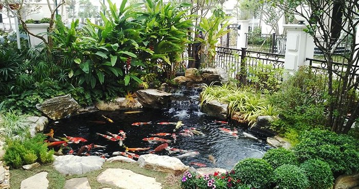 Hướng dẫn xây hồ cá koi hợp phong thủy