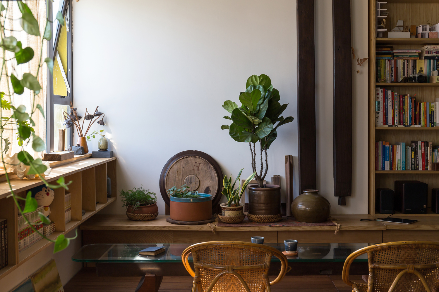 Ánh sáng tự nhiên có thể đi sâu vào trong căn hộ. cây bàng cảnh