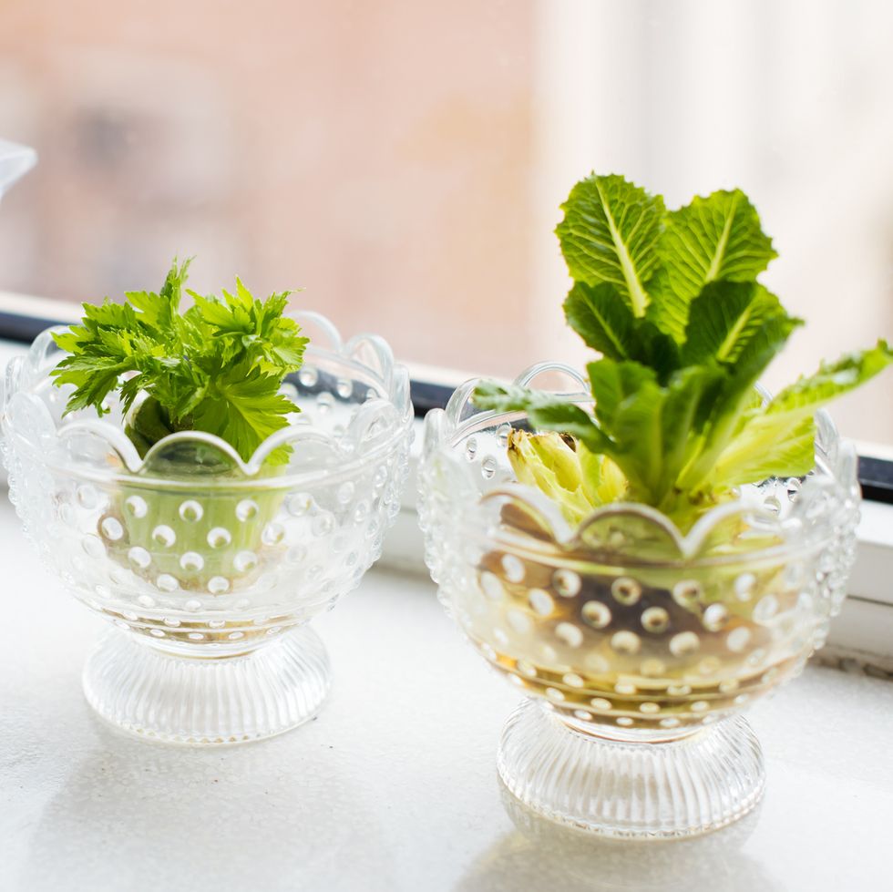 Trồng rau từ gốc bỏ đi - bạn đã biết cách?