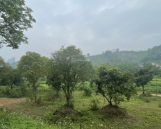 Ảnh đại diện