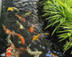 Ảnh đại diện