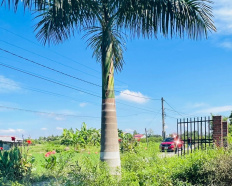 Ảnh đại diện