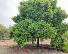 Ảnh đại diện