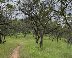 Ảnh đại diện