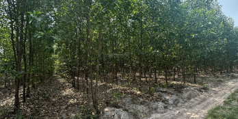 4
            
        
        
            
                
                    
                        Bán gấp 2.000m2 tại Vĩnh Thanh, Nhơn Trạch, Đồng Nai, giá 2 triệu/m2
                    
                
                
                    
                        4 tỷ
                            ·
                            2.000 m²
                            ·
                            2 tr/m²

                            
                    
                    
                            
                        H. Nhơn Trạch (X. Phước An mới)
                    
                    
                
                    
                        Đất vườn 2.000m² cây lâu năm chỉ có 4 tỷ có thể đi xe 4 bánh vào từ hẻm 1998 đường Hùng Vương tầm 200 mét. (hẻm đối diện số nhà 2233 Hùng Vương). Giá cực tốt, quá ngon cho ai muốn đầu tư hoặc xây dựng. Phù hợp cho nhiều mục đích, từ xây nhà đến làm trang trại, đang trồng tràm 3 năm tuổi, có thể cho thuê nuôi ong. Khai thác triệt để giá rẻ. Đất vườn đang là kênh khai thác dòng tiền cực tốt. Nhanh tay để có giá rẻ.Khu vực này có phong thủy tốt, giú...
                    
            
            
                
                            
                                
                                        
                                            T
                                
                                
                                    
                                        ‎Thư Bình
                                    
                                    
                                                
            Đăng 6 ngày trước
        

                                    
                                
                            
                
                
                        
                            
                            0918 407 *** · Hiện số