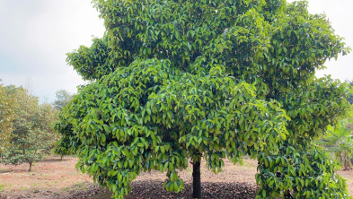 Ảnh đại diện