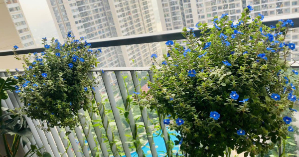 Chính chủ bán căn hộ S1 Vin Smart, 2N + , 62.2m2, tầng trung, slot ô tô, view bể bơi nội khu