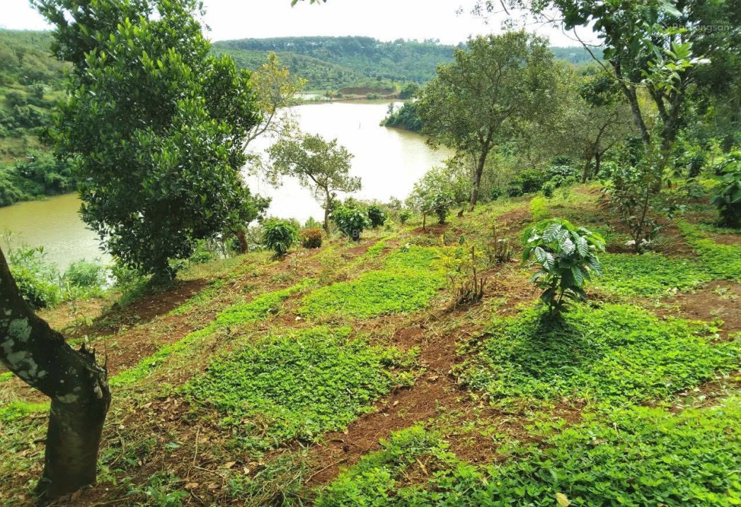 Besetzung Hör Mal Wer Da Hämmert Bán đất view Hồ rất đẹp Dak Wer, H. Đak R'Lấp, Đắk Nông. 850tr/sào, gần