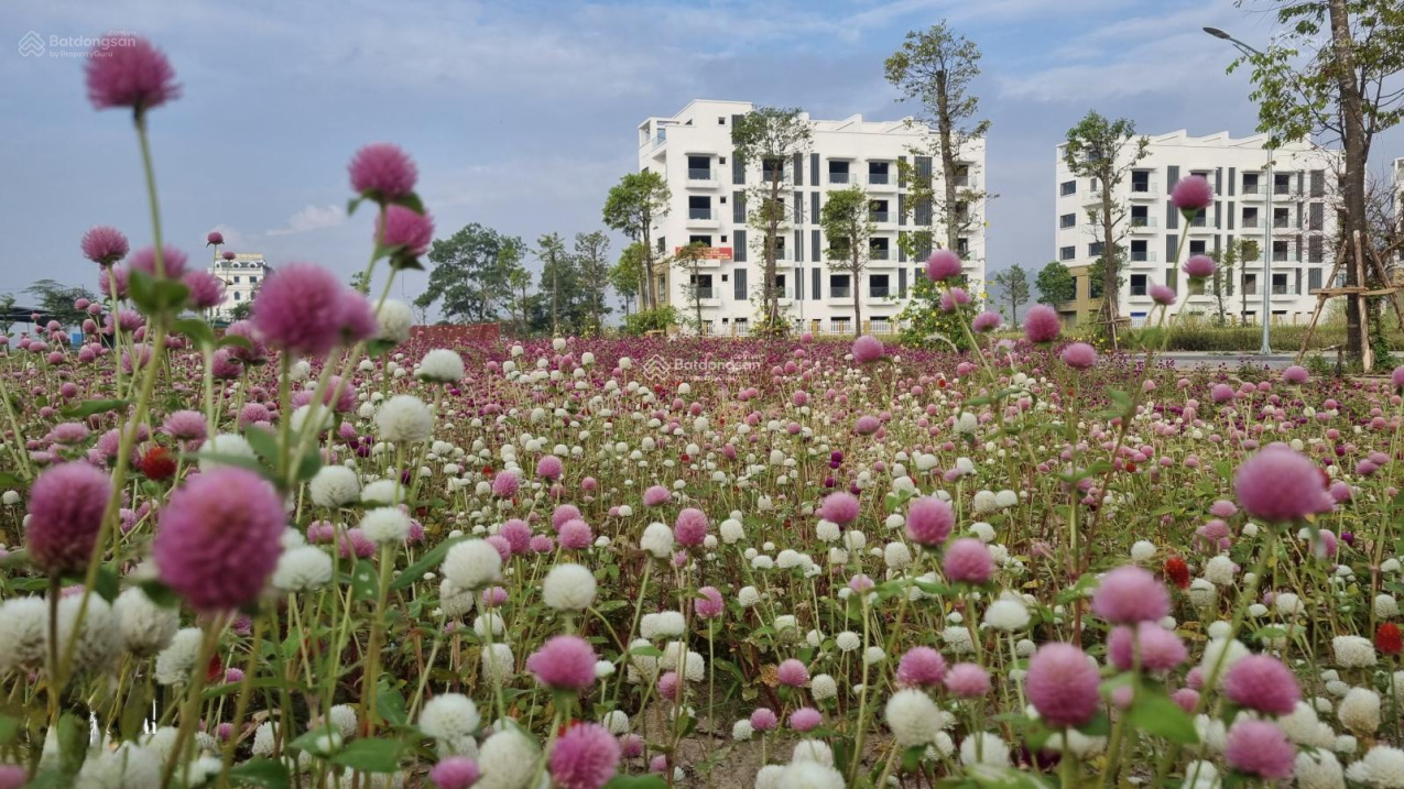 Full giá 5,25tỷ shophouse mặt đường 21m, mặt tiền 5m, 6 tầng tại Tiên Du, Bắc Ninh.