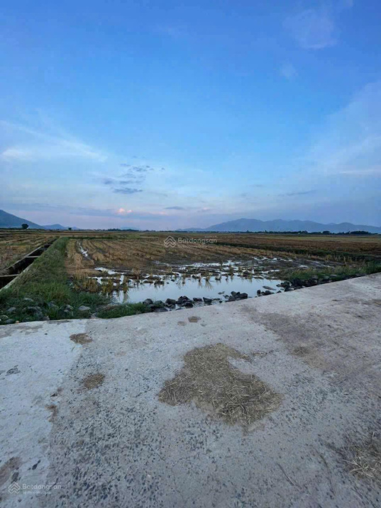 Chính chủ bán gấp đất lúa Diên Sơn - giá rẻ như cho