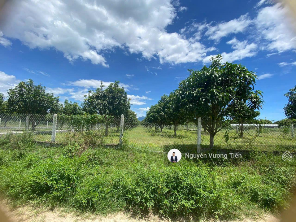 850 triệu 1.555m² vườn xoài Cam Đức | thuộc PK4 trong ranh Vin