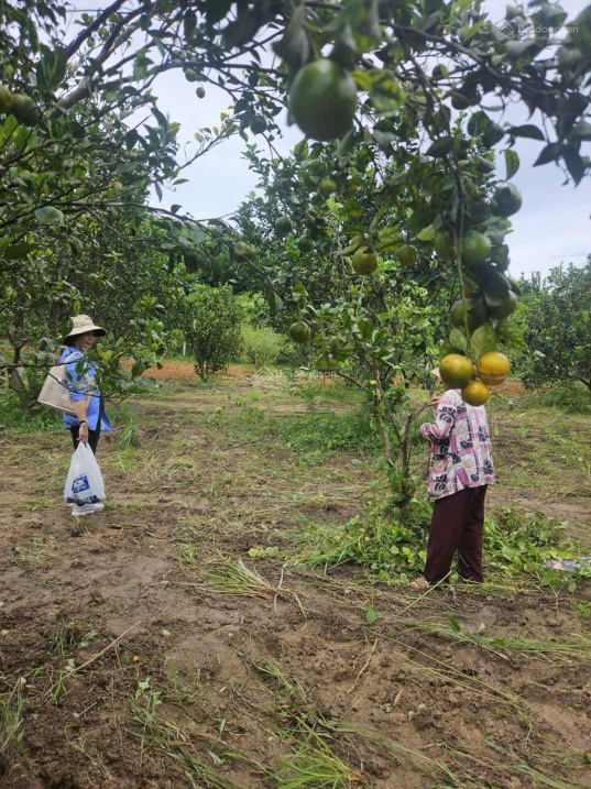 Bán gấp 1019m2 vườn cây ăn trái đang thu hoạch giá 439tr