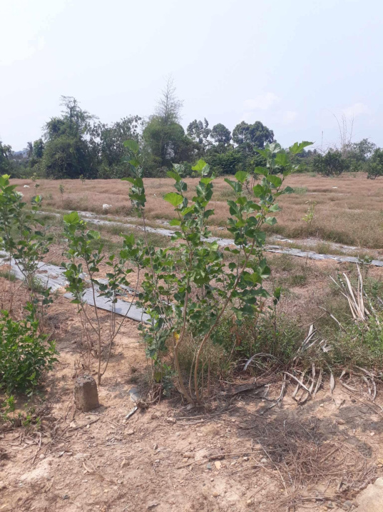 Thanh lý gấp Lô đất Daklua, Đồng Nai - Ảnh 2