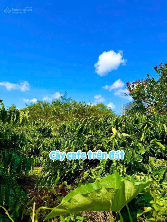 Đất nền giá rẻ tại xã Dray Bhang - Ảnh 3