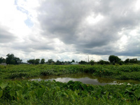 Đất vườn Rạch Cây Xanh 500m2 giá 1,35 tỷ Trại dê Đời Tân Bình Mỹ Củ Chi